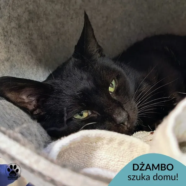 Kot do adopcji, Gdynia, 28 listopada 2025 (1/4)