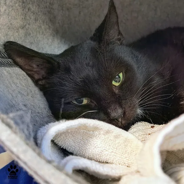 Kot do adopcji, Gdynia, 28 listopada 2025 (2/4)