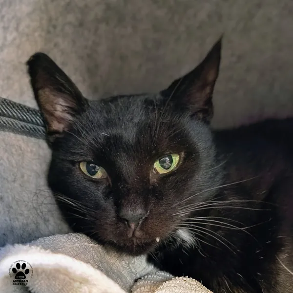 Kot do adopcji, Gdynia, 28 listopada 2025 (3/4)