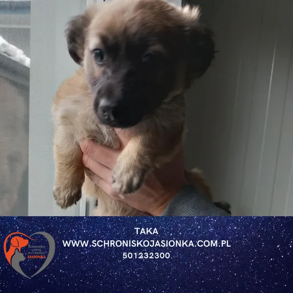 Pies do adopcji, Dębniak, 27 listopada 2025