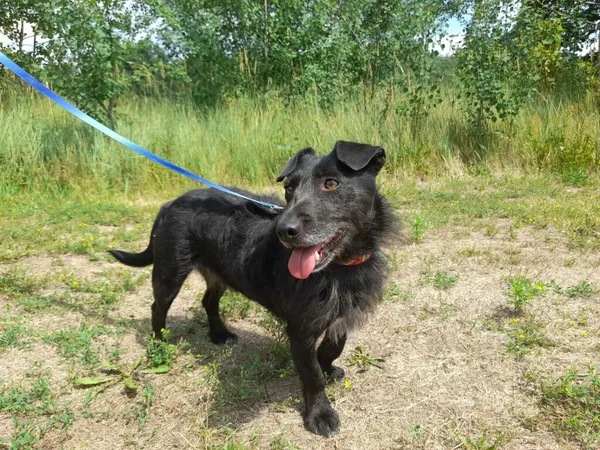 Pies do adopcji, Henrykowo, 23 sierpnia 2025 (2/4)