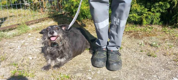 Pies do adopcji, Henrykowo, 23 sierpnia 2025 (4/4)