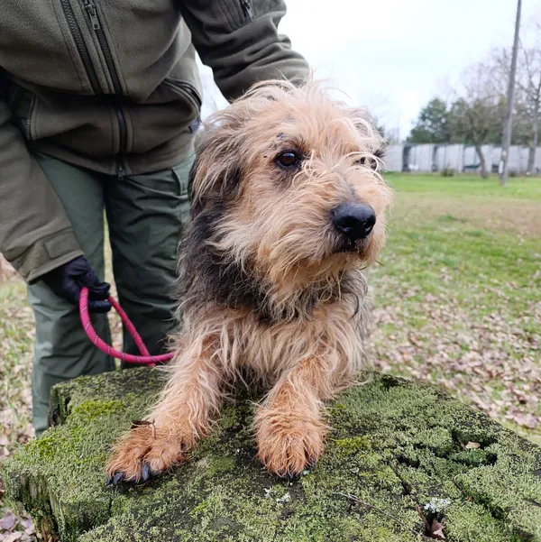 Pies do adopcji, Bełchatów, 29 maja 2025 (2/5)