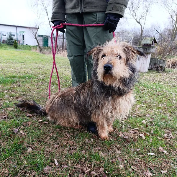 Pies do adopcji, Bełchatów, 29 maja 2025 (3/5)