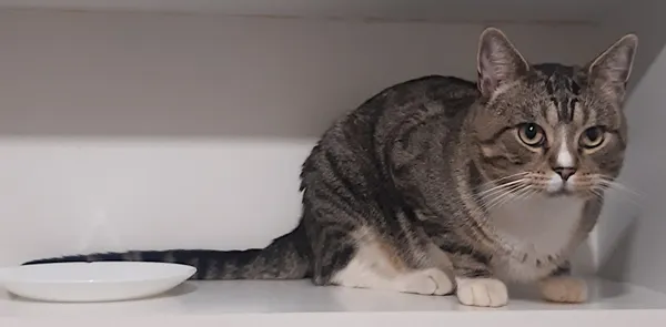 Zaginął kot, Łódź, 27 listopada 2025