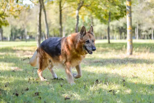 Pies do adopcji, Radom, 27 listopada 2025 (2/5)