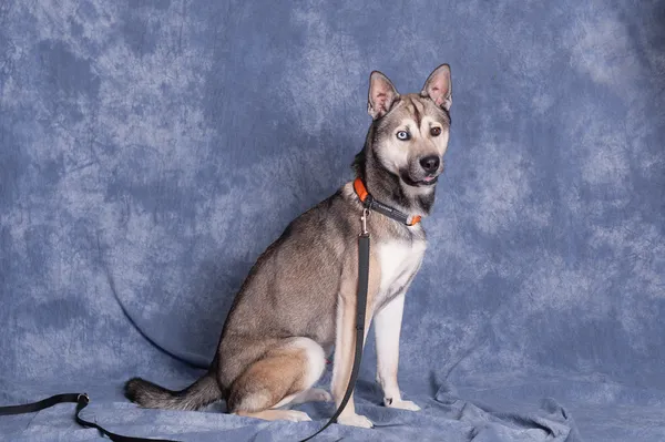 Pies do adopcji, Gdańsk, 28 listopada 2025