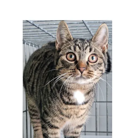 Kot do adopcji, Wrocław, 23 listopada 2025