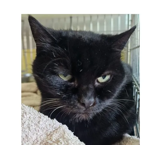 Kot do adopcji, Wrocław, 21 listopada 2025