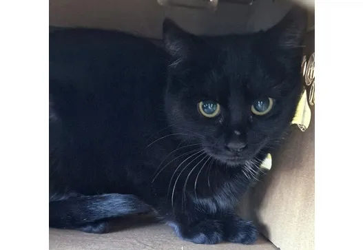 Kot do adopcji, Wrocław, 16 listopada 2025