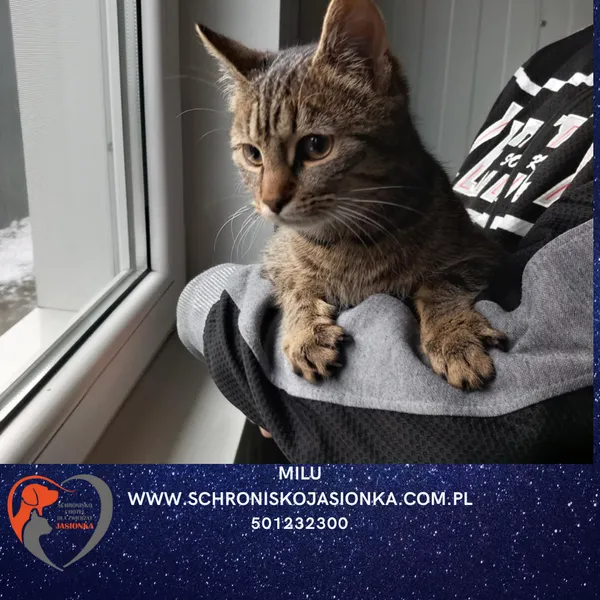 Kot do adopcji, Dębniak, 27 listopada 2025