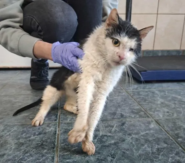 Znaleziono kota, Toruń, 27 listopada 2025