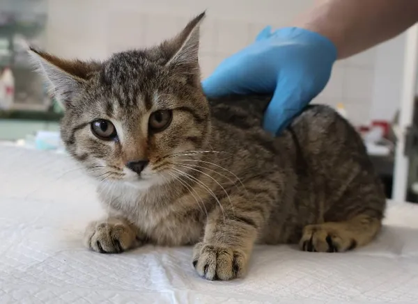 Znaleziono kota, Łódź, 27 listopada 2025 (1/2)