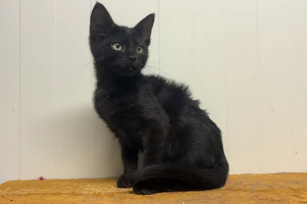 Kot do adopcji, Henrykowo, 20 września 2025 (1/3)