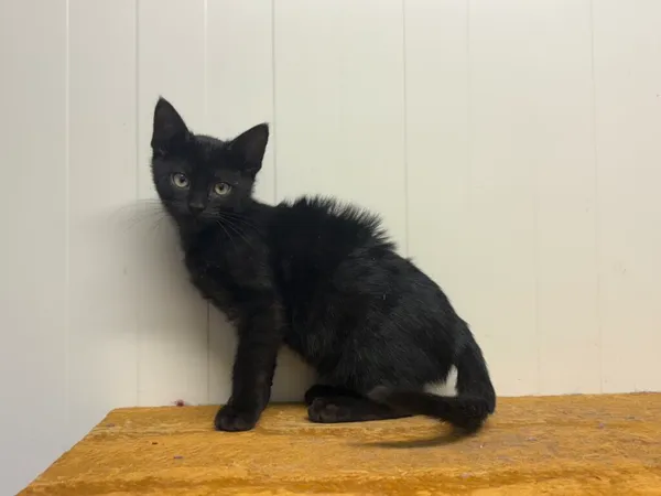 Kot do adopcji, Henrykowo, 20 września 2025 (3/3)