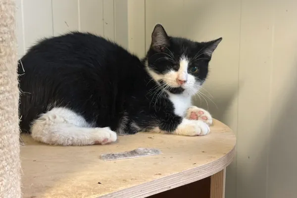 Kot do adopcji, Henrykowo, 11 września 2025 (1/2)