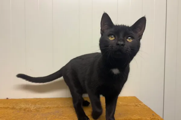 Kot do adopcji, Henrykowo, 13 sierpnia 2025 (1/3)