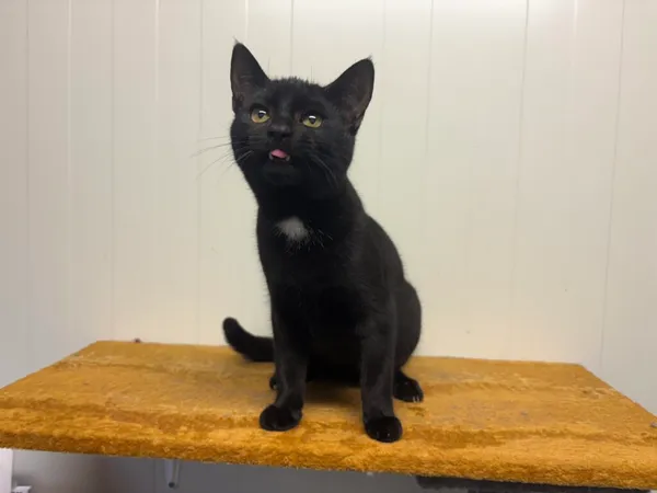 Kot do adopcji, Henrykowo, 13 sierpnia 2025 (2/3)