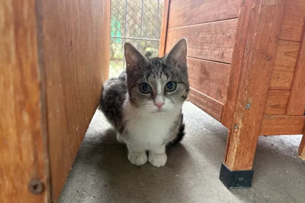 Kot do adopcji, Henrykowo, 1 września 2025