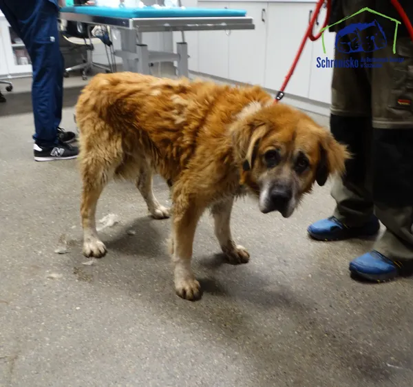 Znaleziono psa, Szczecin, 28 listopada 2025