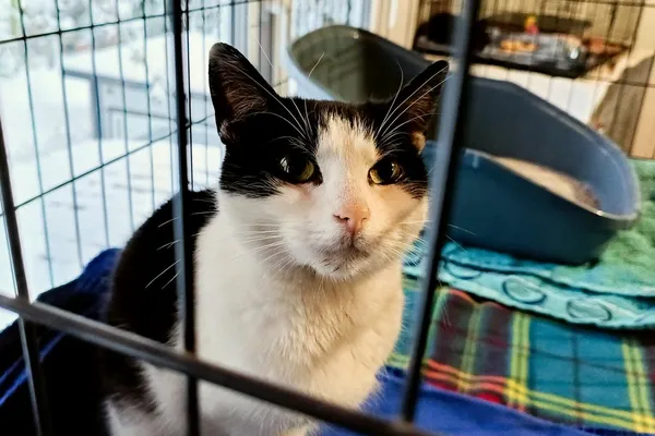 Znaleziono kota, Wałbrzych, 25 listopada 2025