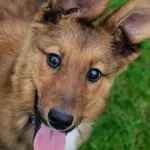 Pies do adopcji