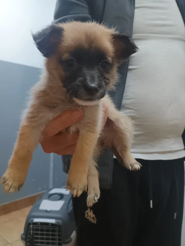 Znaleziono psa, Sosnowiec, 25 listopada 2025