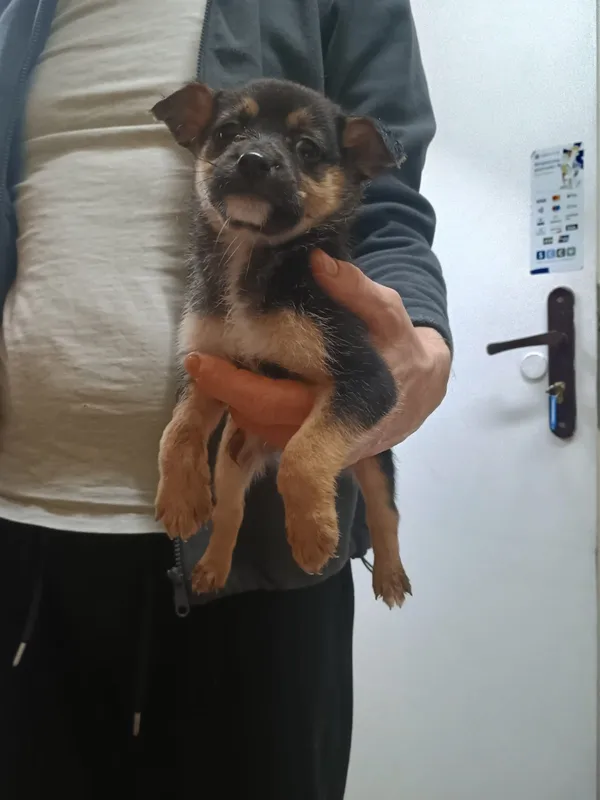 Znaleziono psa, Sosnowiec, 25 listopada 2025