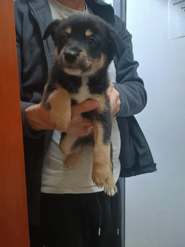 Znaleziono psa, Sosnowiec, 25 listopada 2025