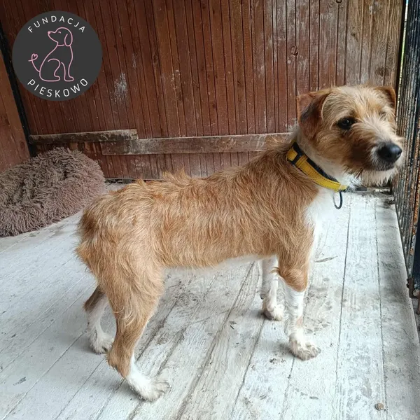 Pies do adopcji, Wolsztyn, 24 listopada 2025