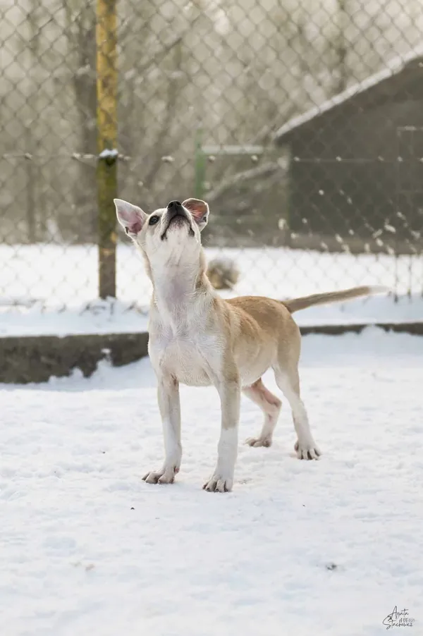 Znaleziono psa, Chojnice, 24 listopada 2025 (3/5)