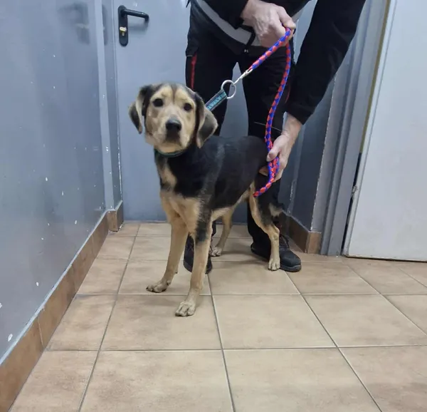 Znaleziono psa, Sosnowiec, 22 listopada 2025