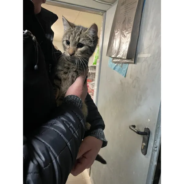 Znaleziono kota, Białystok, 29 listopada 2025