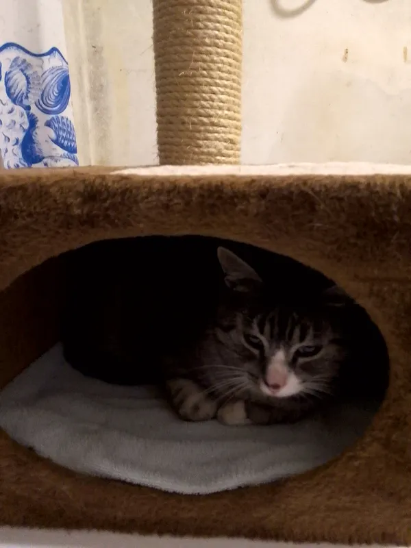 Zaginął kot, Warszawa, Targówek Fabryczny, 29 listopada 2025 (1/3)