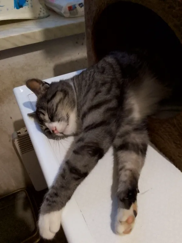 Zaginął kot, Warszawa, Targówek Fabryczny, 29 listopada 2025 (2/3)