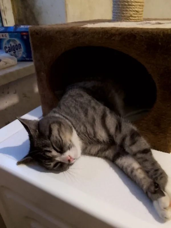 Zaginął kot, Warszawa, Targówek Fabryczny, 29 listopada 2025 (3/3)