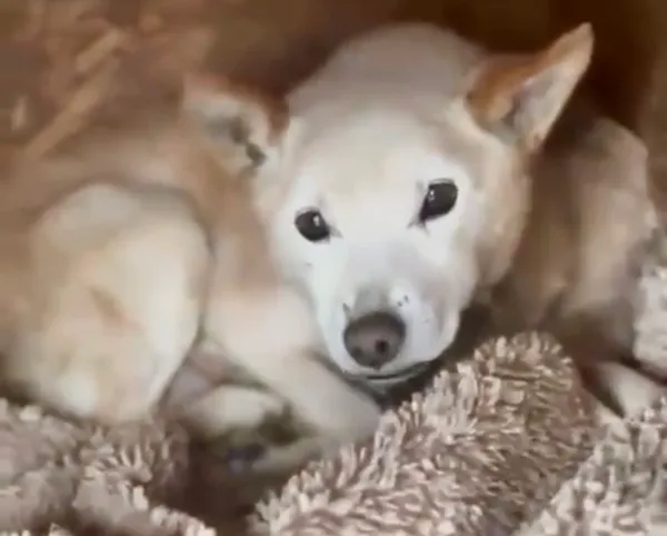 Pies do adopcji, Głowno, 29 listopada 2025 (1/5)