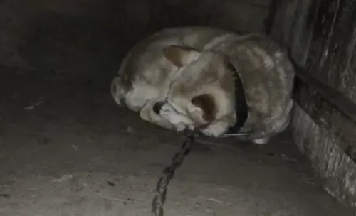 Pies do adopcji, Głowno, 29 listopada 2025 (2/5)