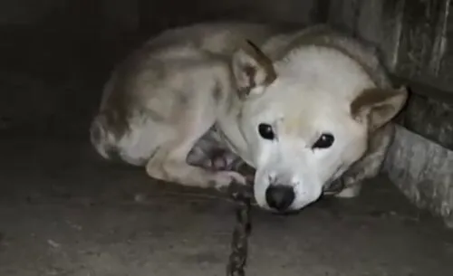 Pies do adopcji, Głowno, 29 listopada 2025 (3/5)