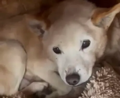 Pies do adopcji, Głowno, 29 listopada 2025 (4/5)