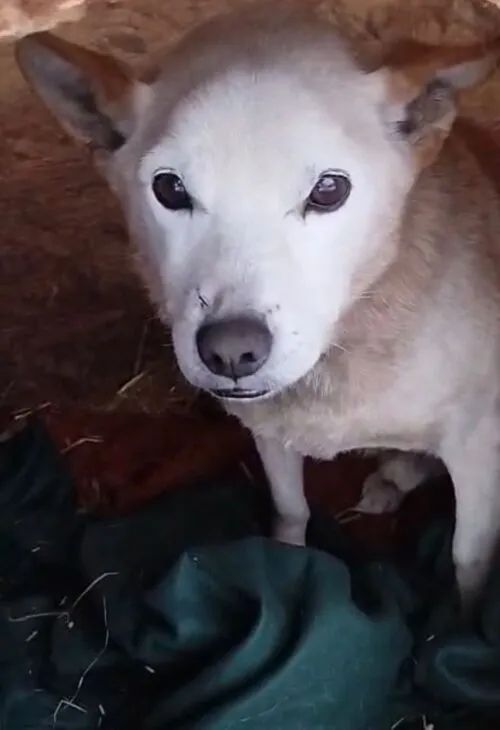 Pies do adopcji, Głowno, 29 listopada 2025 (5/5)