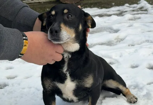 Pies do adopcji, Głowno, 29 listopada 2025 (1/3)