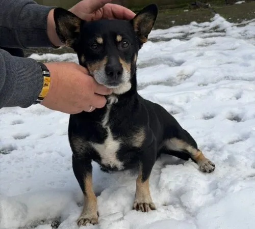 Pies do adopcji, Głowno, 29 listopada 2025 (3/3)