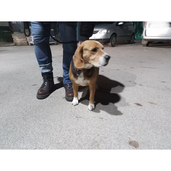 Znaleziono psa, Białystok, 28 listopada 2025