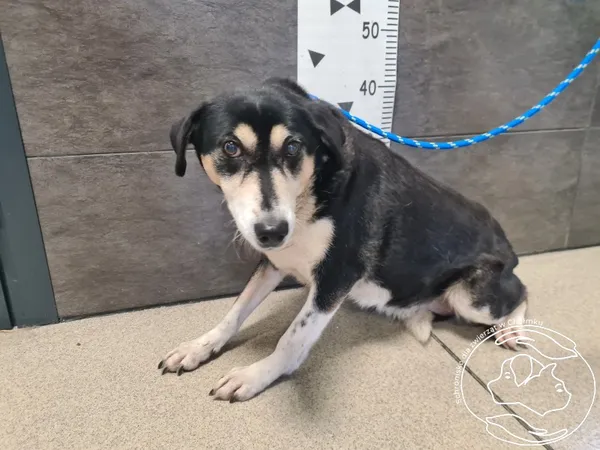 Znaleziono psa, Chełmek, 29 listopada 2025