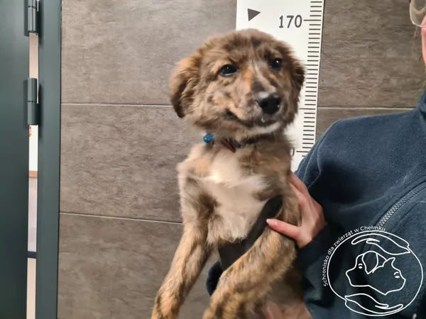 Znaleziono psa, Chełmek, 28 listopada 2025