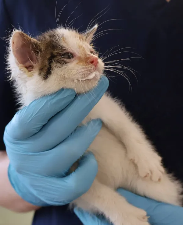 Znaleziono kota, Łódź, 29 listopada 2025