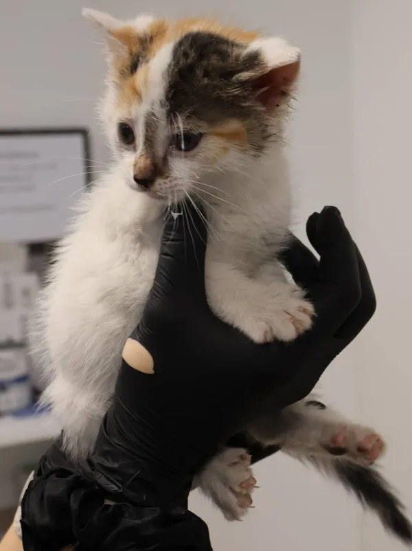 Znaleziono kota, Łódź, 29 listopada 2025