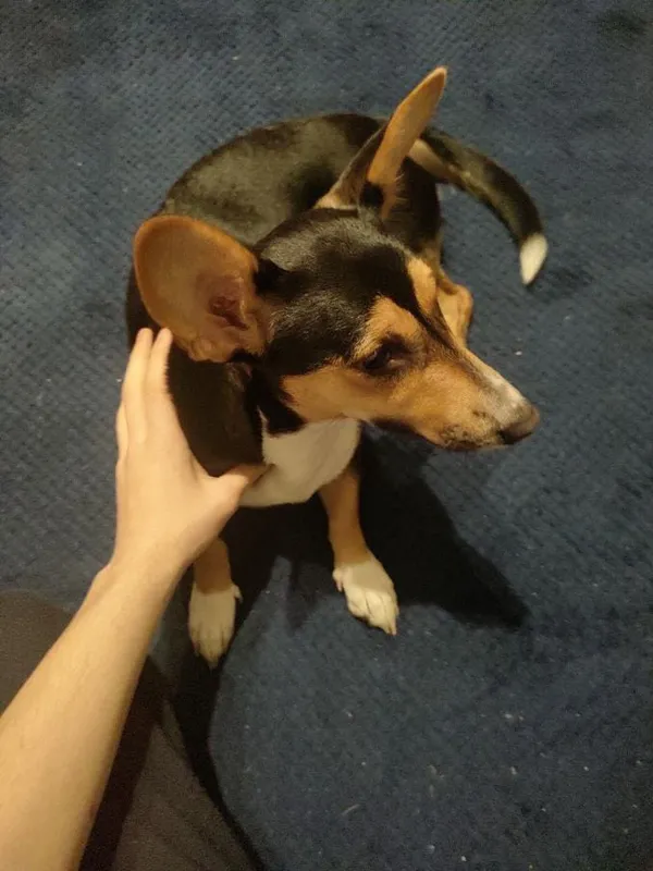 Zaginął pies, Łódź, 29 listopada 2025