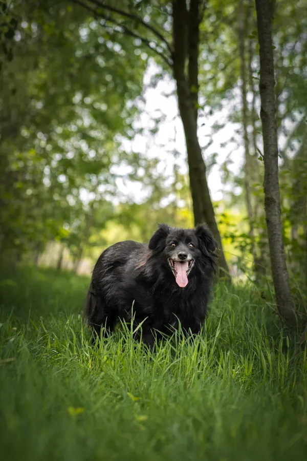 Oddam psa, Warszawa, Koło, 30 listopada 2025 (1/4)
